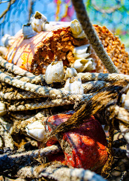 Barnacles on Float