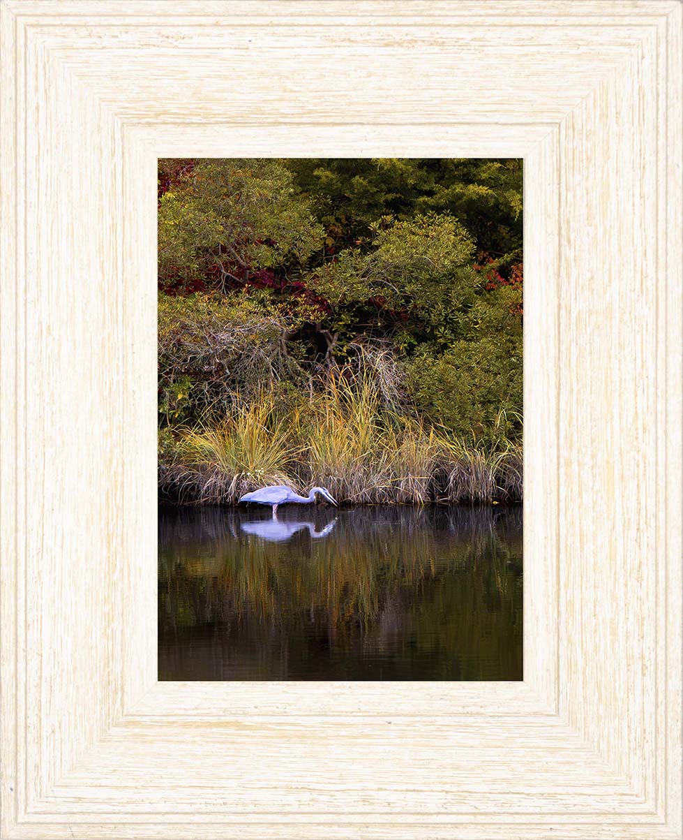 Cadle Creek Heron Striking (Portrait) -- Digital Print