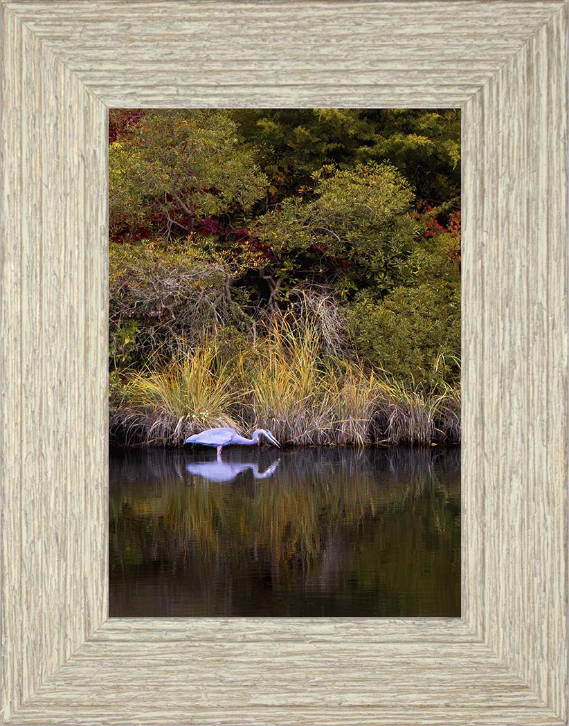 Cadle Creek Heron Striking (Portrait) -- Digital Print