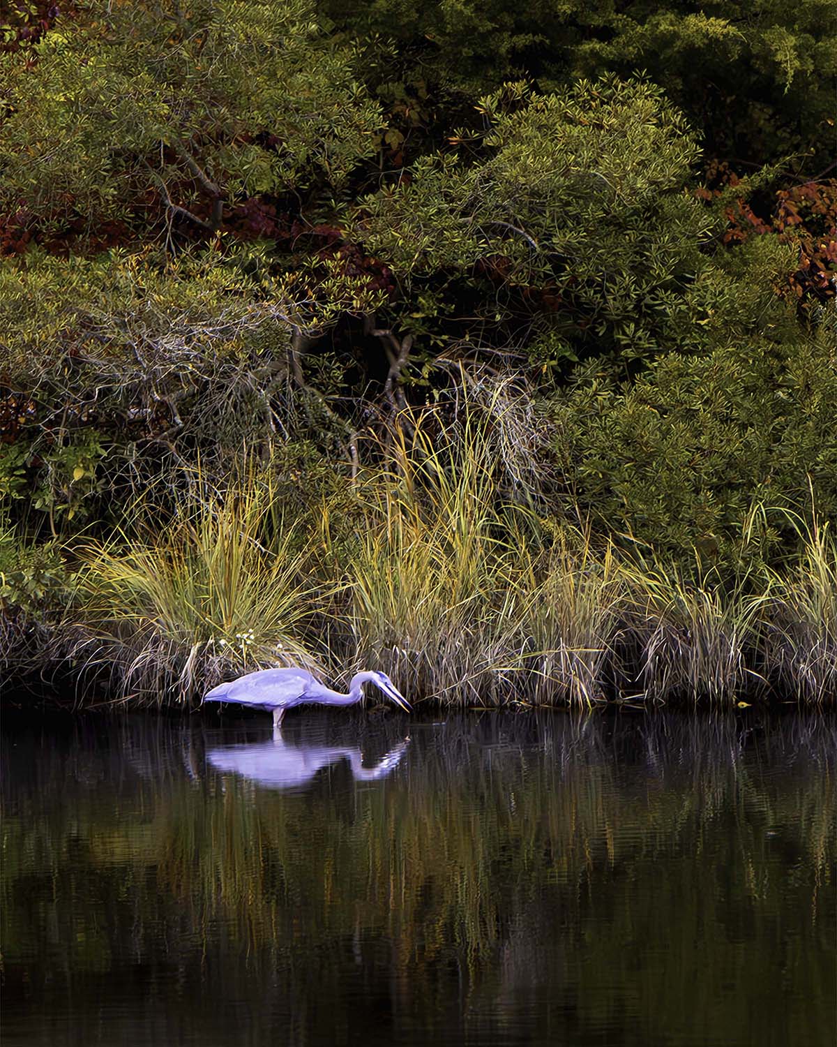 Cadle Creek Heron Striking (Portrait) -- Digital Print