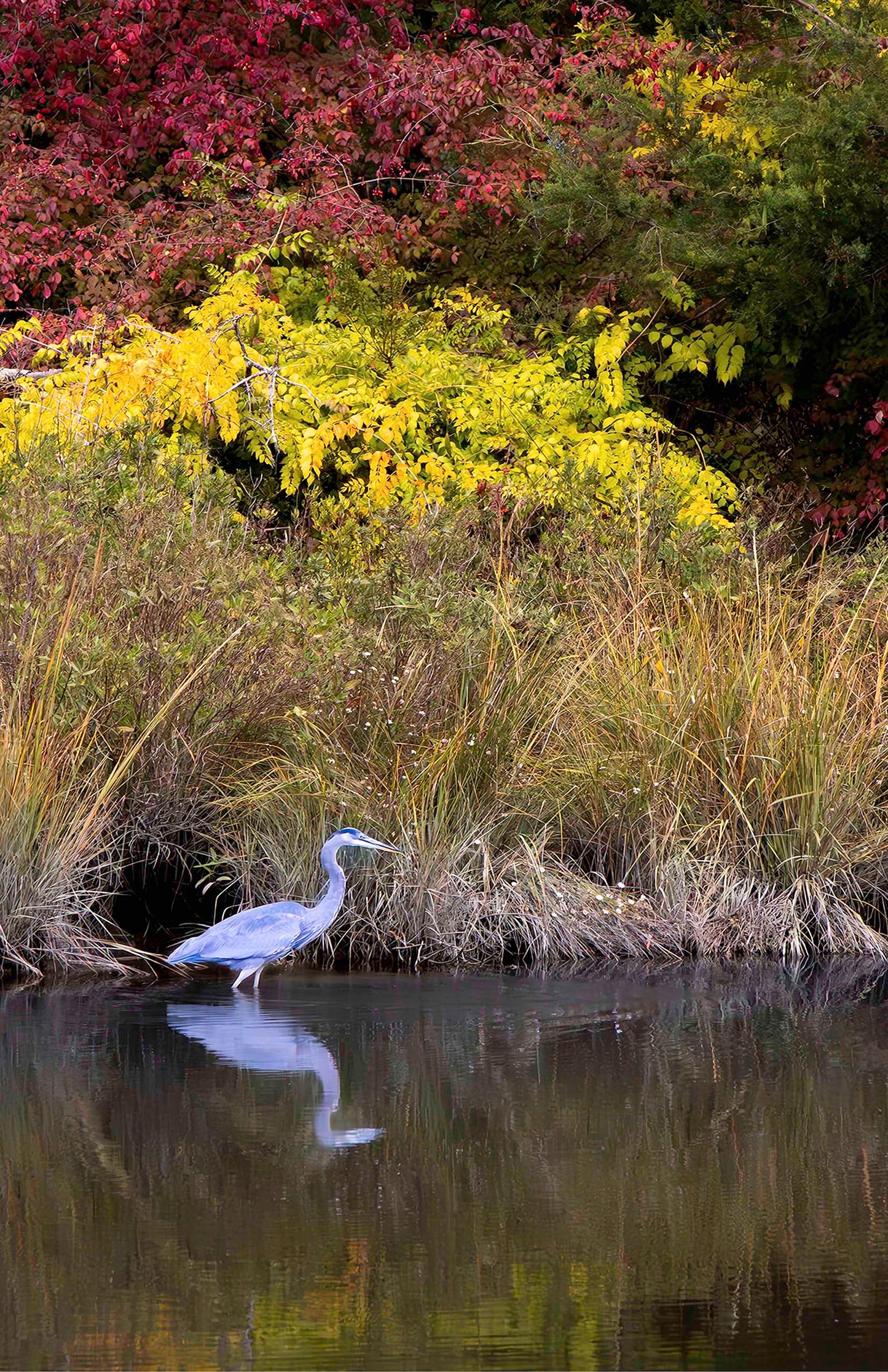 Cadle Creek Heron (Portrait) -- Digital Print