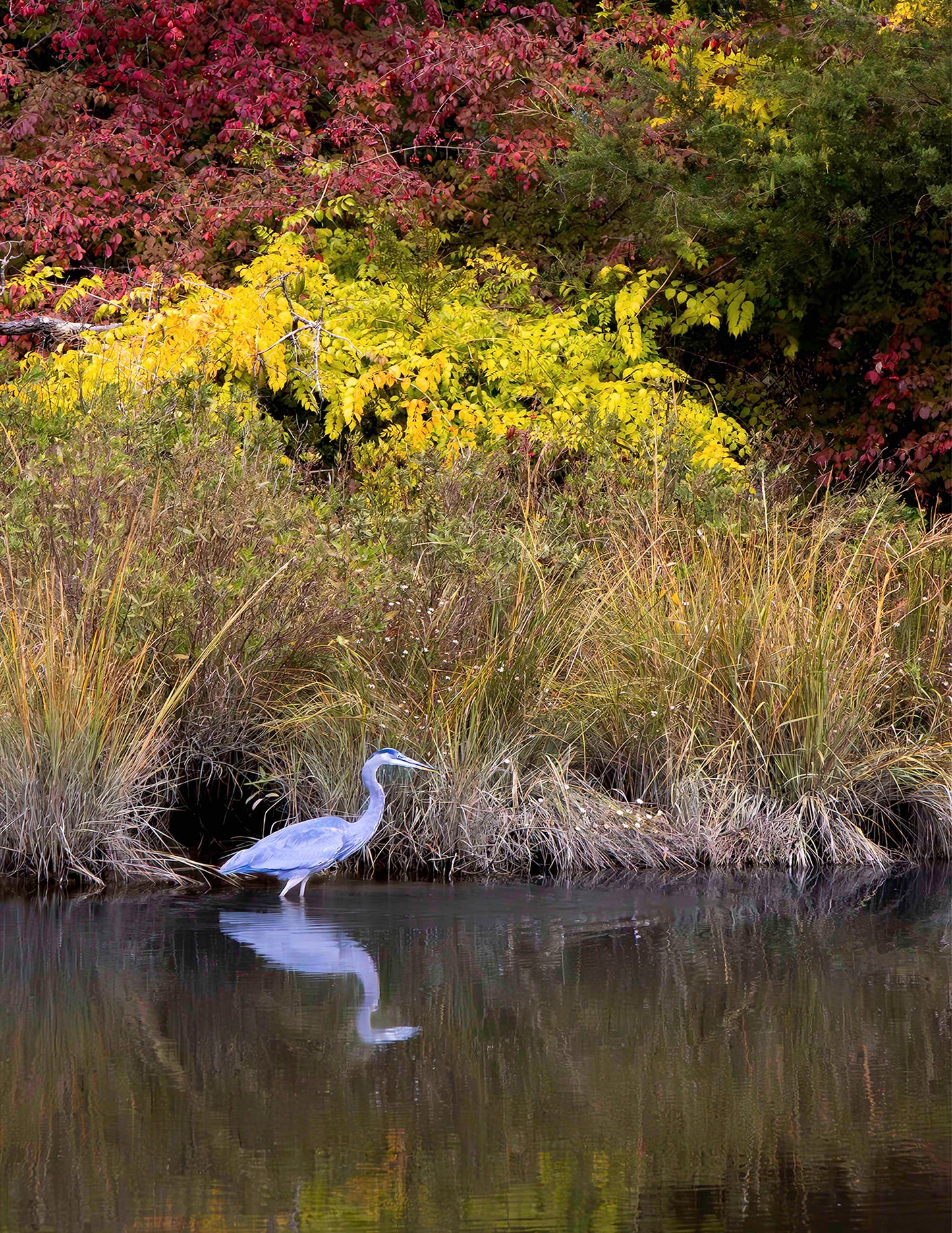 Cadle Creek Heron (Portrait) -- Digital Print