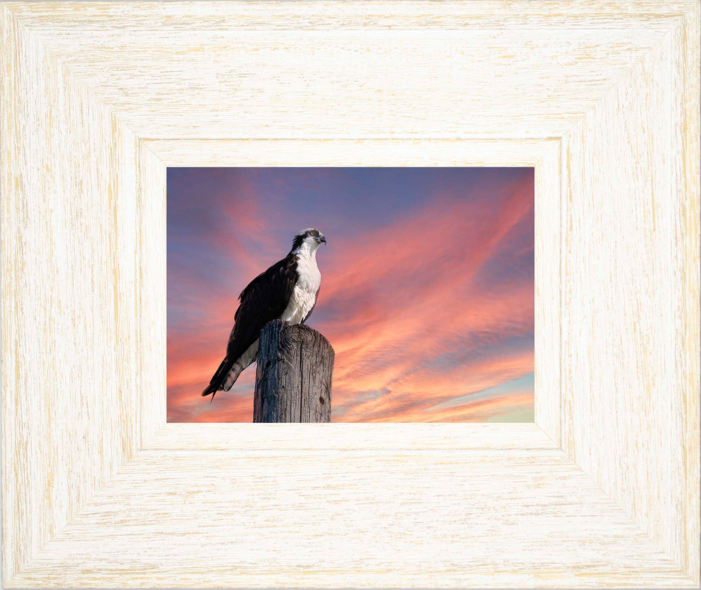 Lookin for a Fish -- Digital Print
