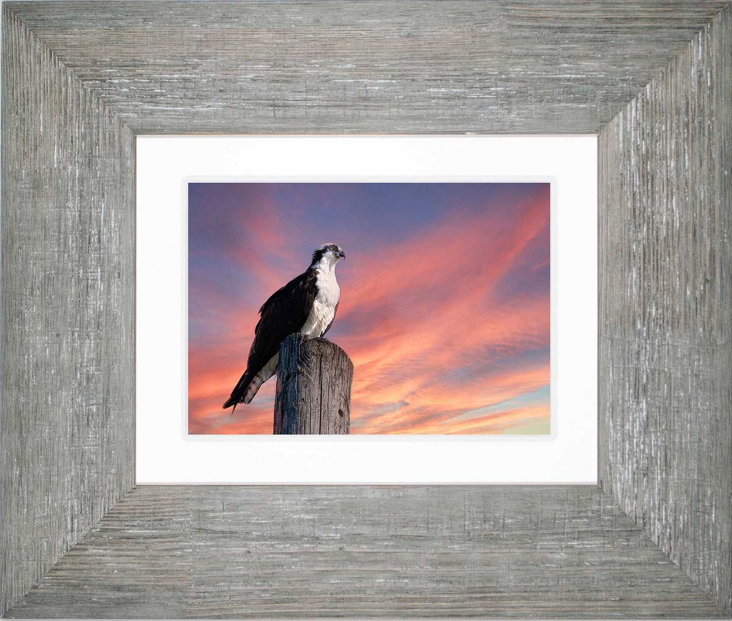 Lookin for a Fish -- Digital Print