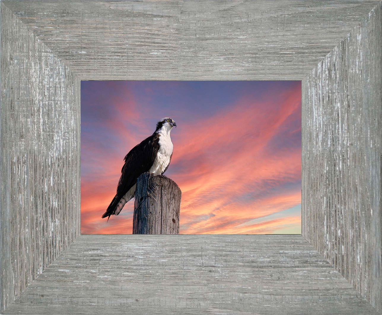 Lookin for a Fish -- Digital Print
