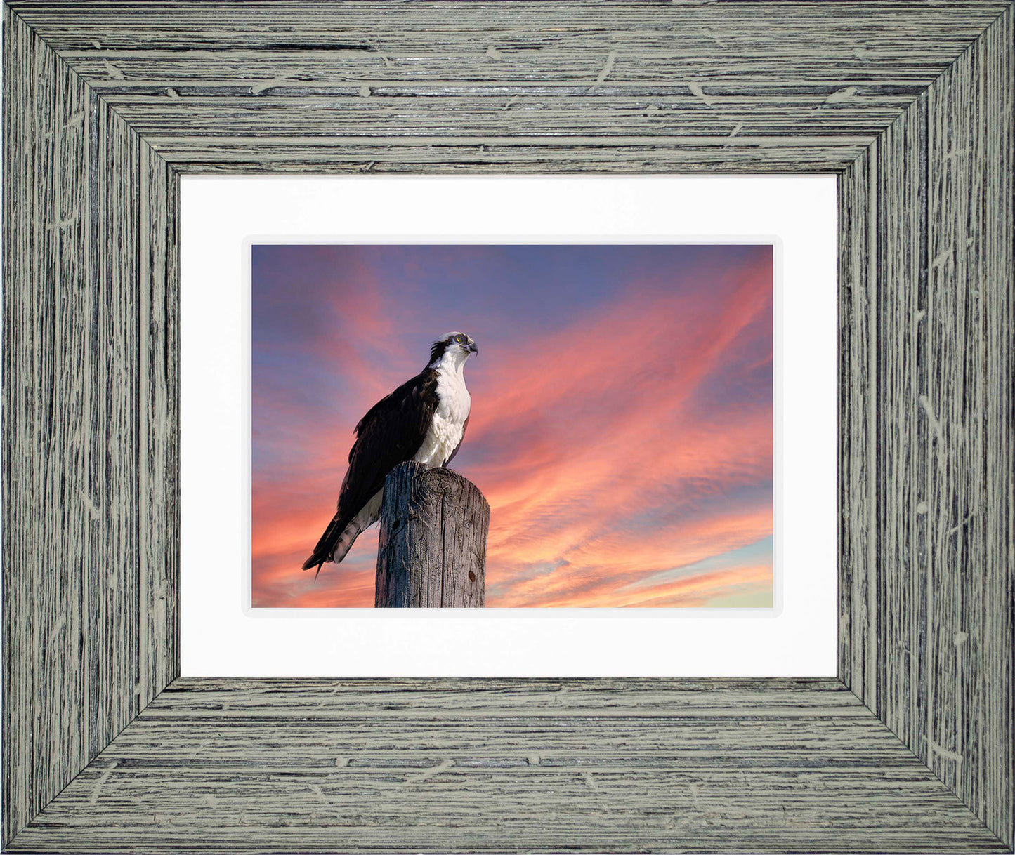 Lookin for a Fish -- Digital Print