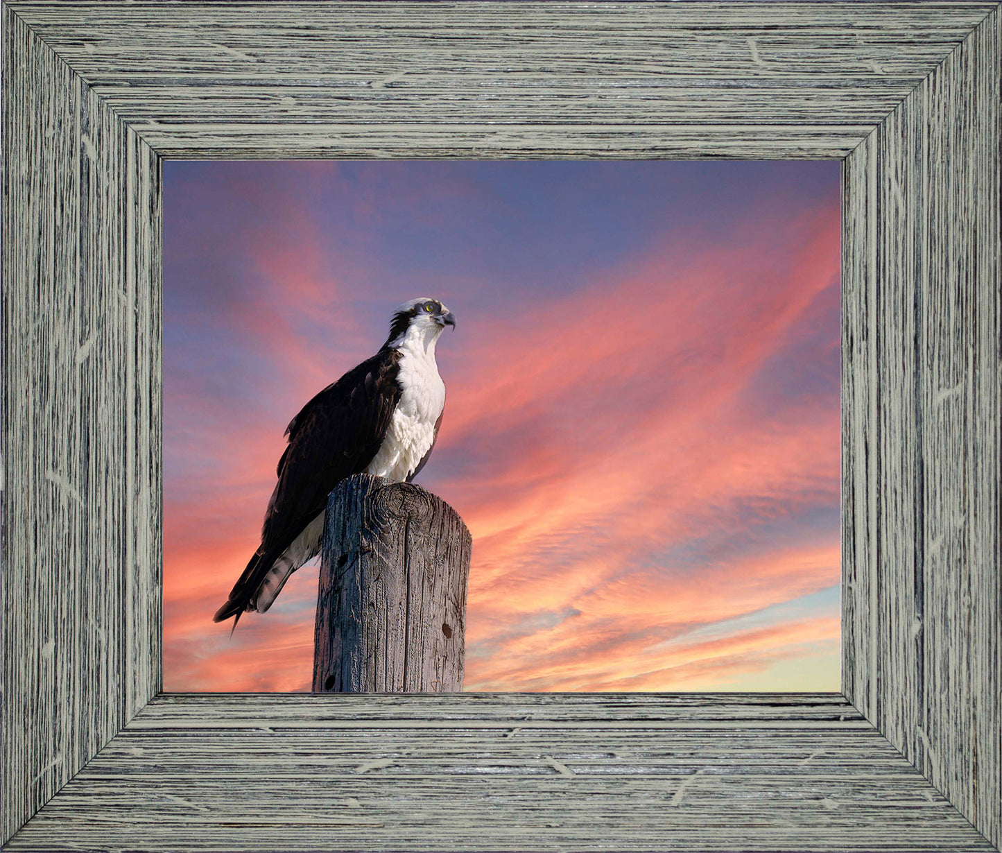 Lookin for a Fish -- Digital Print